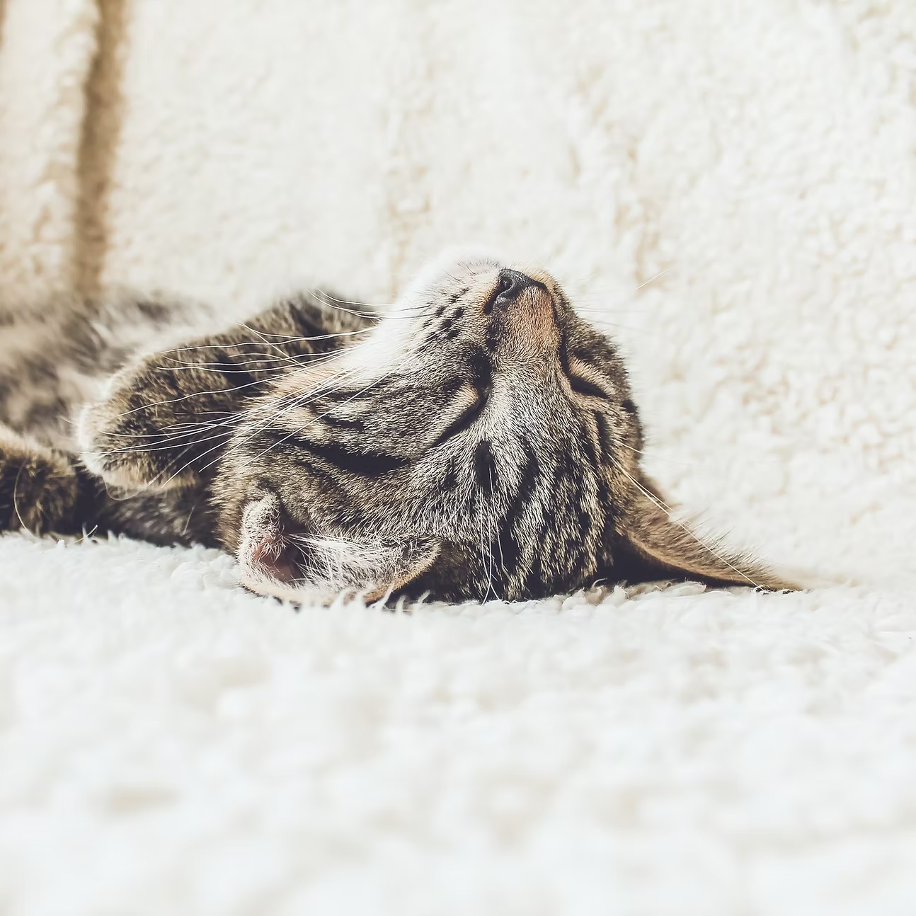 ソフトブランケット上の猫