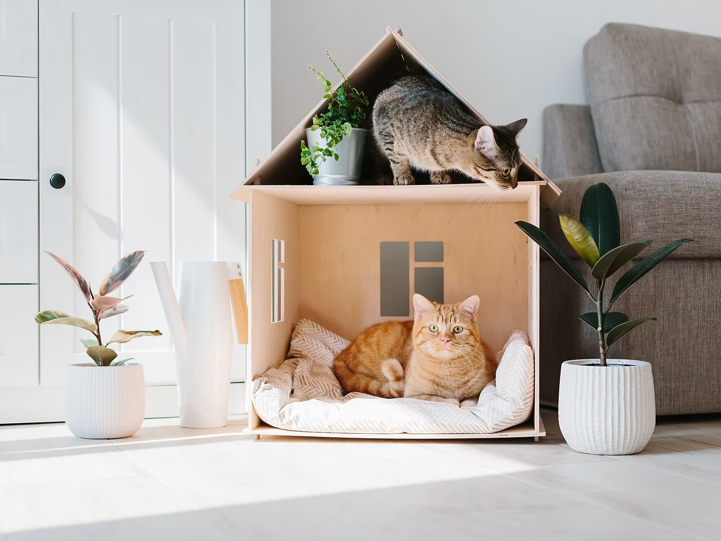 自宅で暮らす猫